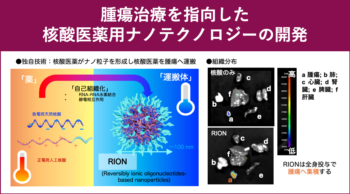 腫瘍治療を指向した核酸医薬用ナノテクノロジーの開発