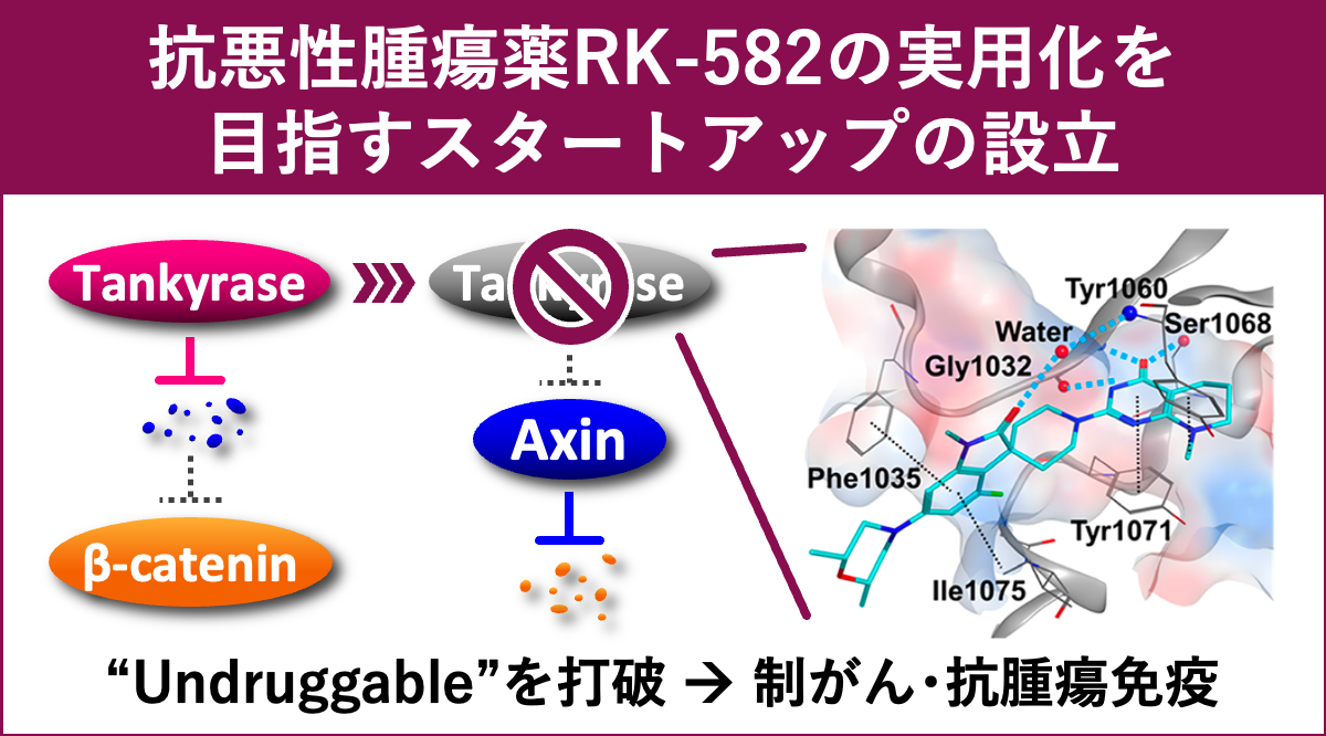 抗悪性腫瘍薬RK-582の実用化を目指すスタートアップの設立