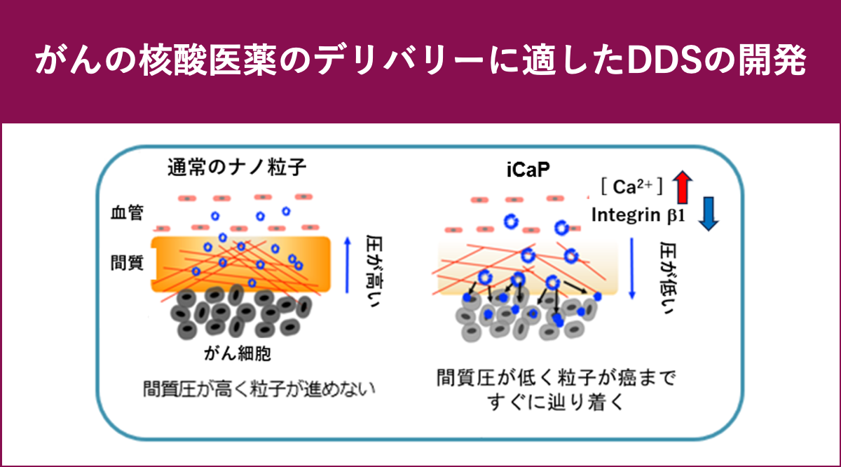 がんの核酸医薬のデリバリーに適したDDSの開発