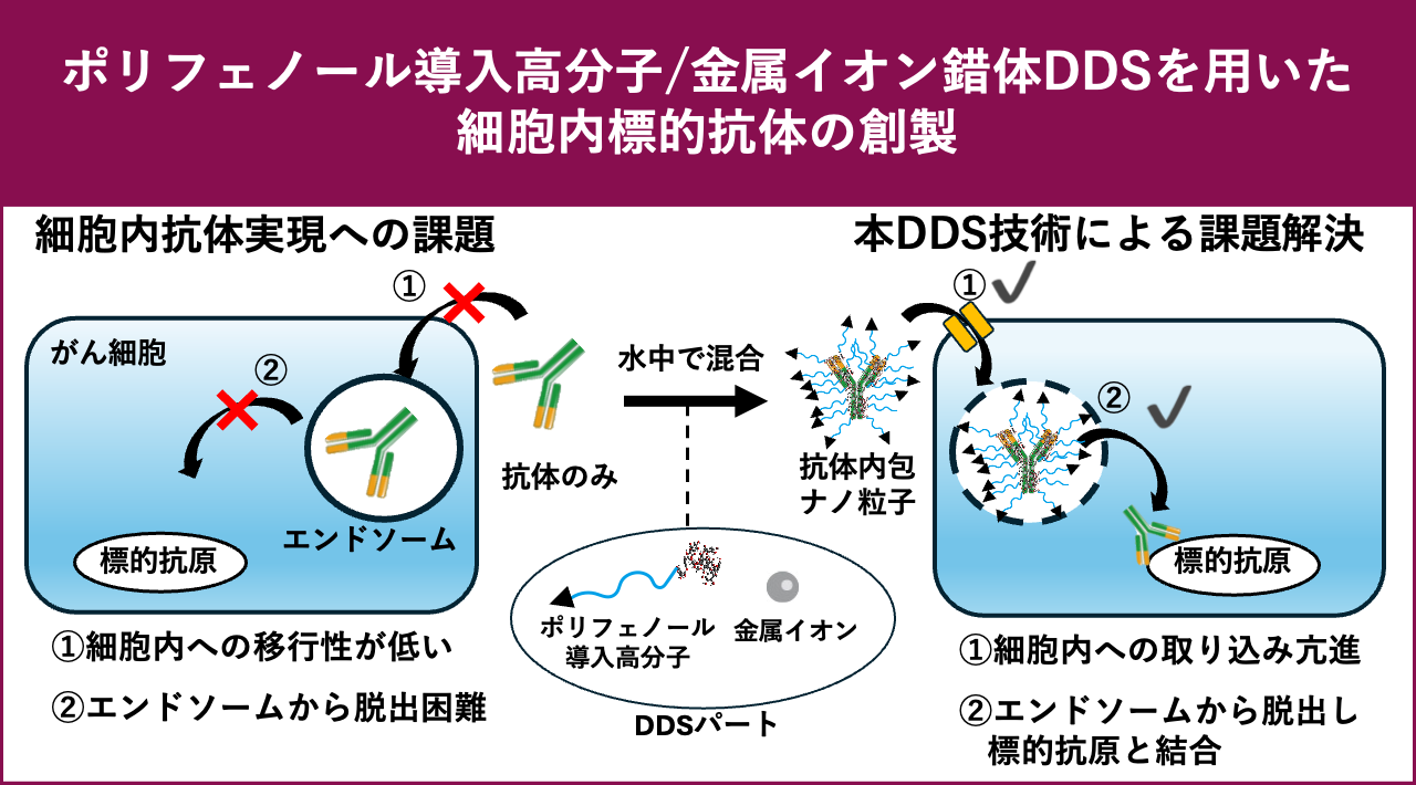 ポリフェノール導入高分子/金属イオン錯体DDSを用いた細胞内標的抗体医薬の創製