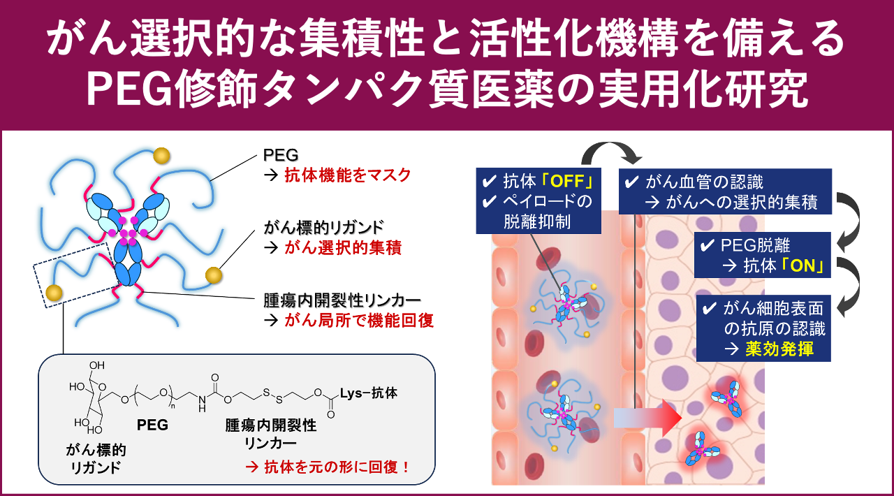 がん選択的な集積性と活性化機構を備えるPEG修飾タンパク質医薬の実用化研究