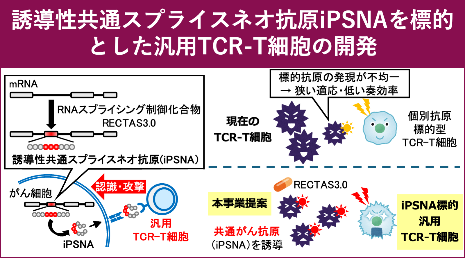 誘導性共通スプライスネオ抗原iPSNAを標的とした汎用TCR-T細胞の開発