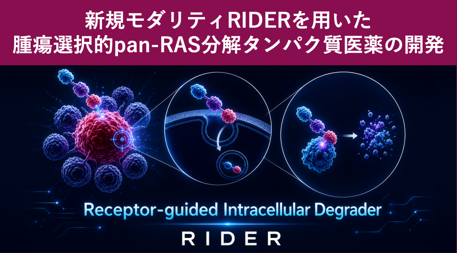 腫瘍選択的pan-RAS分解タンパク質医薬の開発