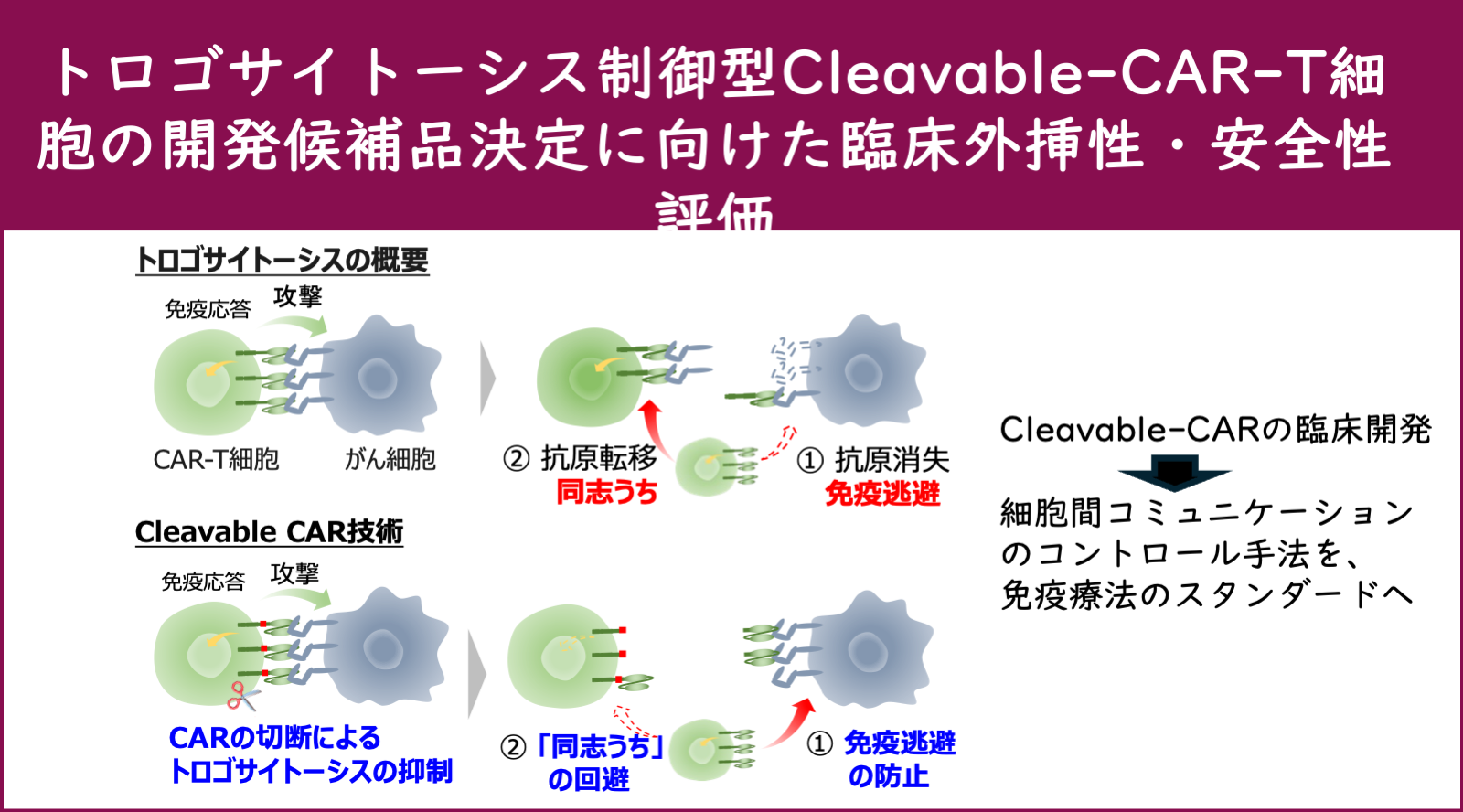 トロゴサイトーシス制御型Cleavable-CAR-T細胞の開発候補品決定に向けた臨床外挿性・安全性・Feasibility評価