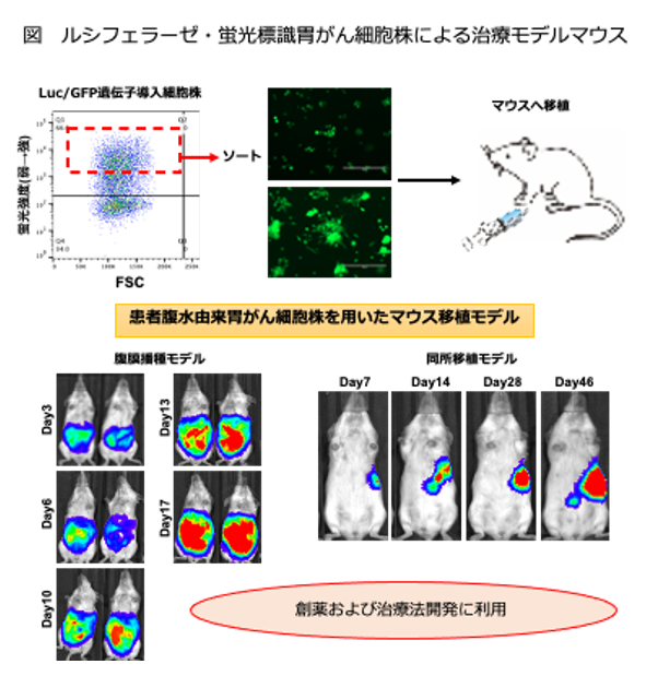治療モデルマウスの図