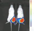 ホタルの遺伝子を導入したがん細胞が光るマウス