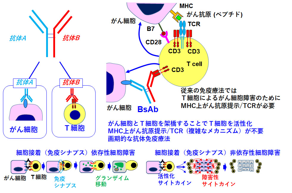 Fig8.jpg