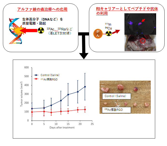 radiotheranostics技術の開発