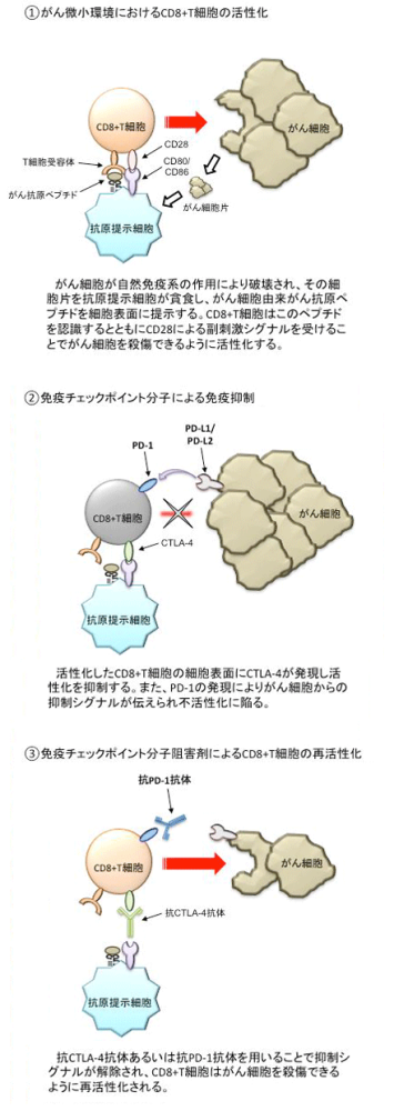 がん微小環境でのT細胞活性化および抑制機構の解明