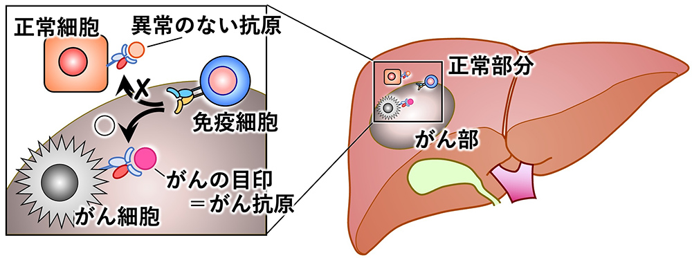 がんの「目印」