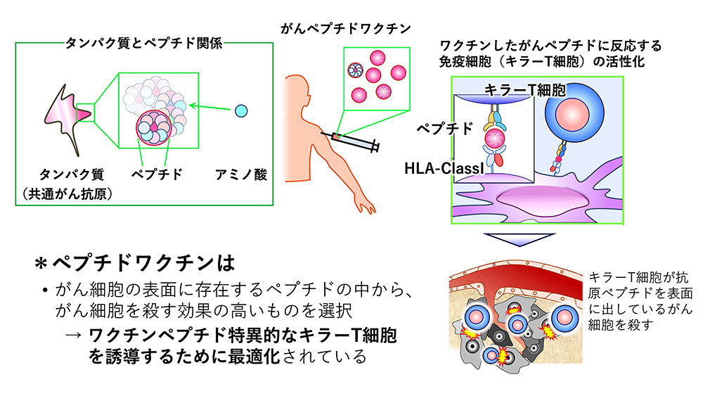 がんペプチドワクチン
