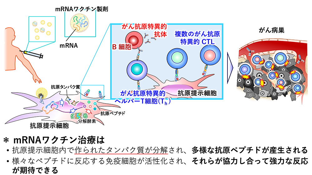 mRNAがんワクチン