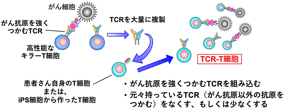 TCR-T細胞1