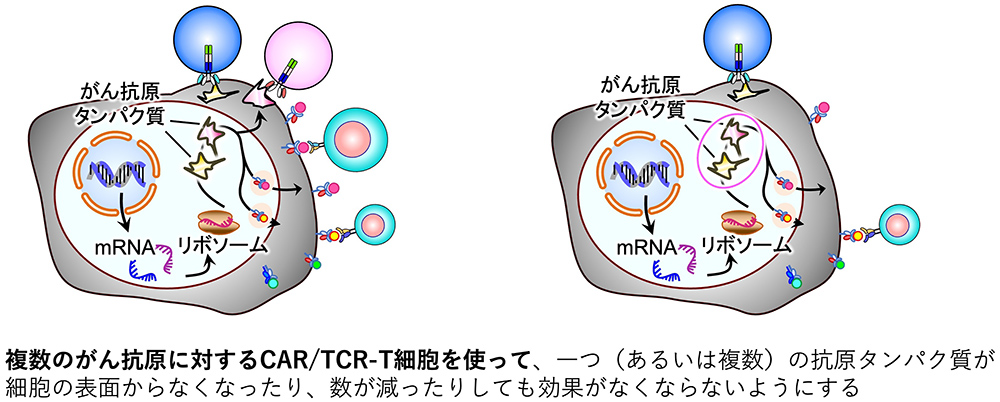 TCR-T細胞3