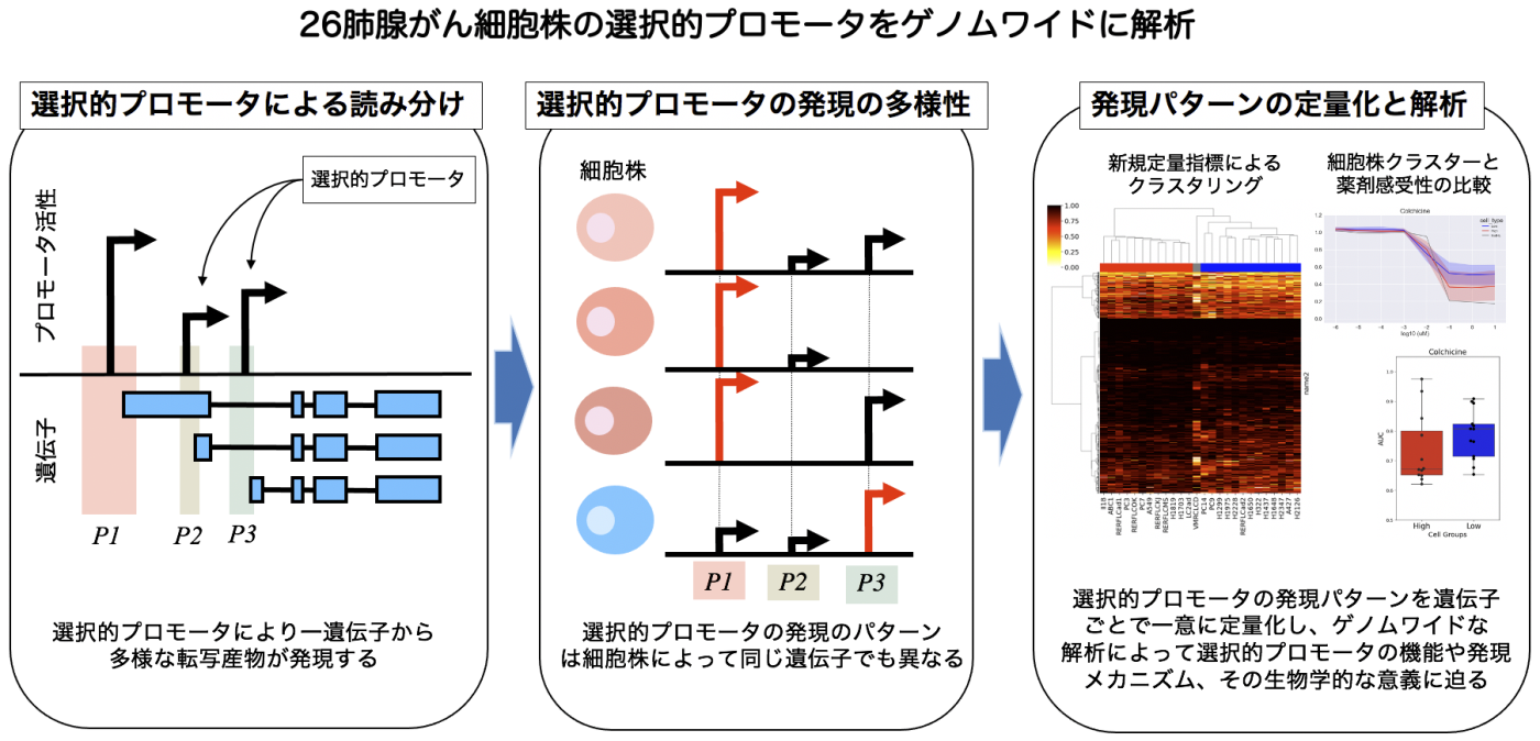 選択的プロモータ.png