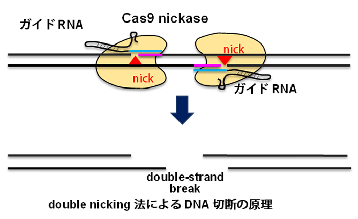 double nicking法によるDNA切断の原理