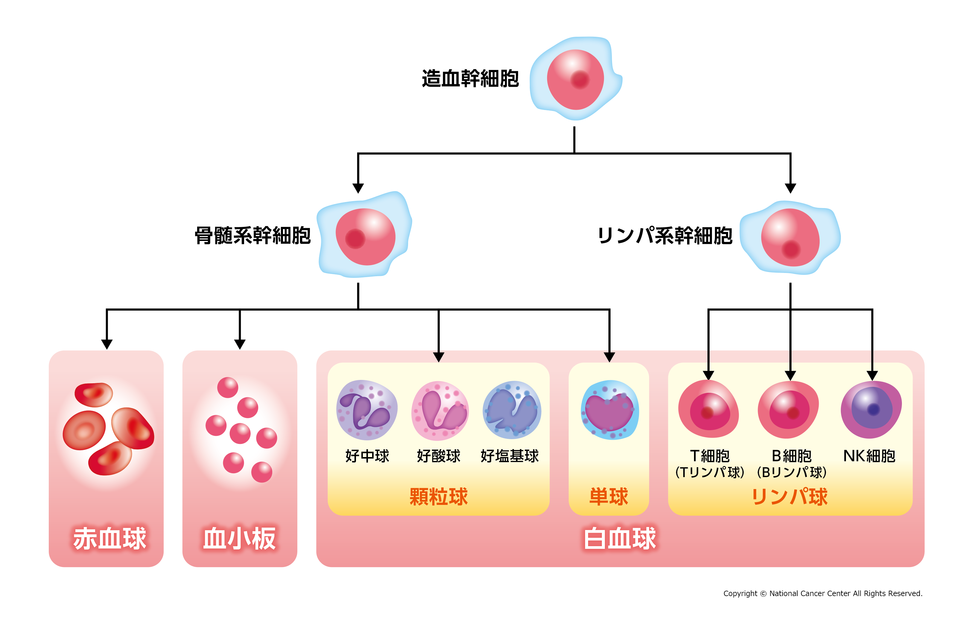 悪性リンパ腫になるのは誰ですか?