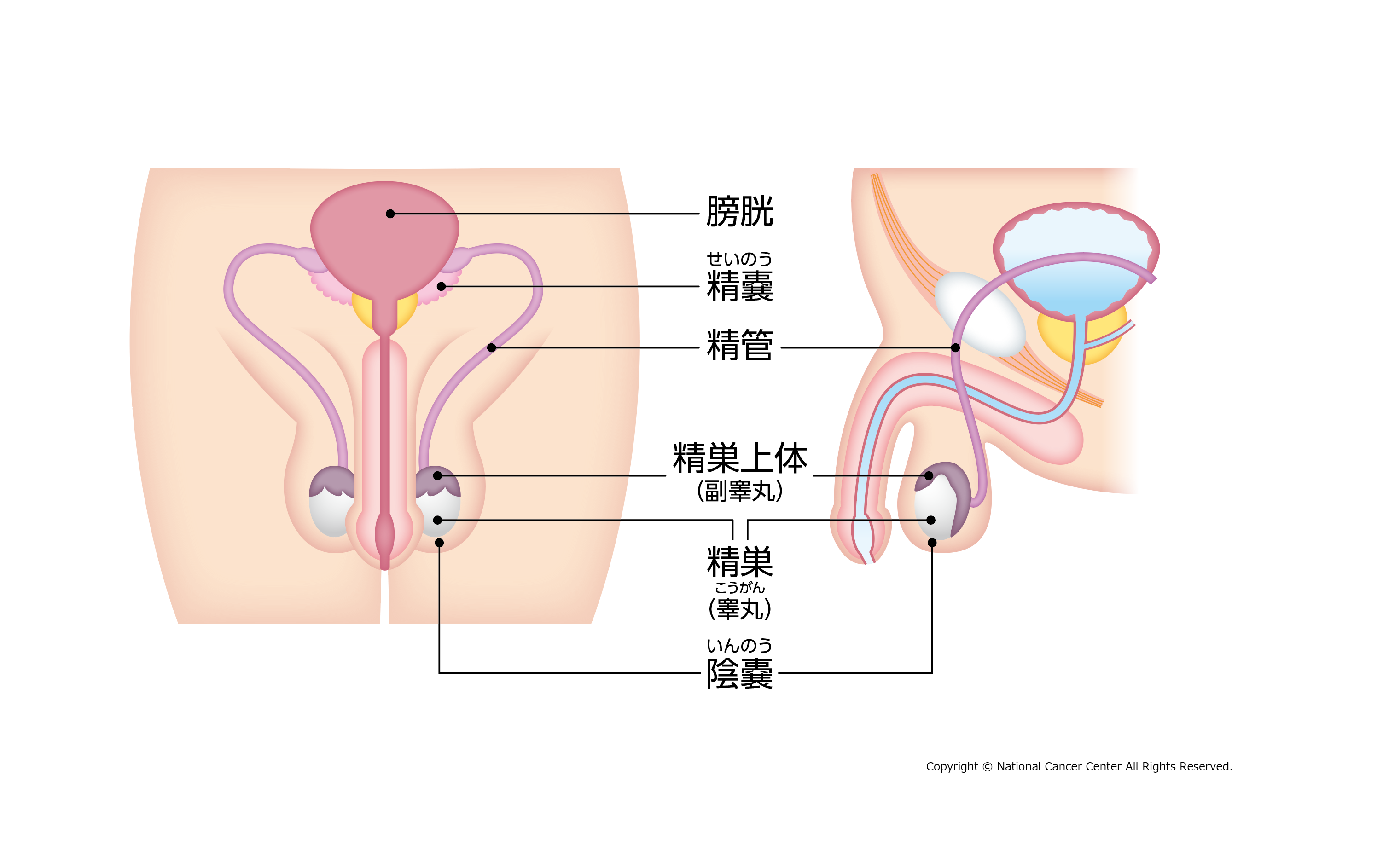 大精嚢 Wikipedia