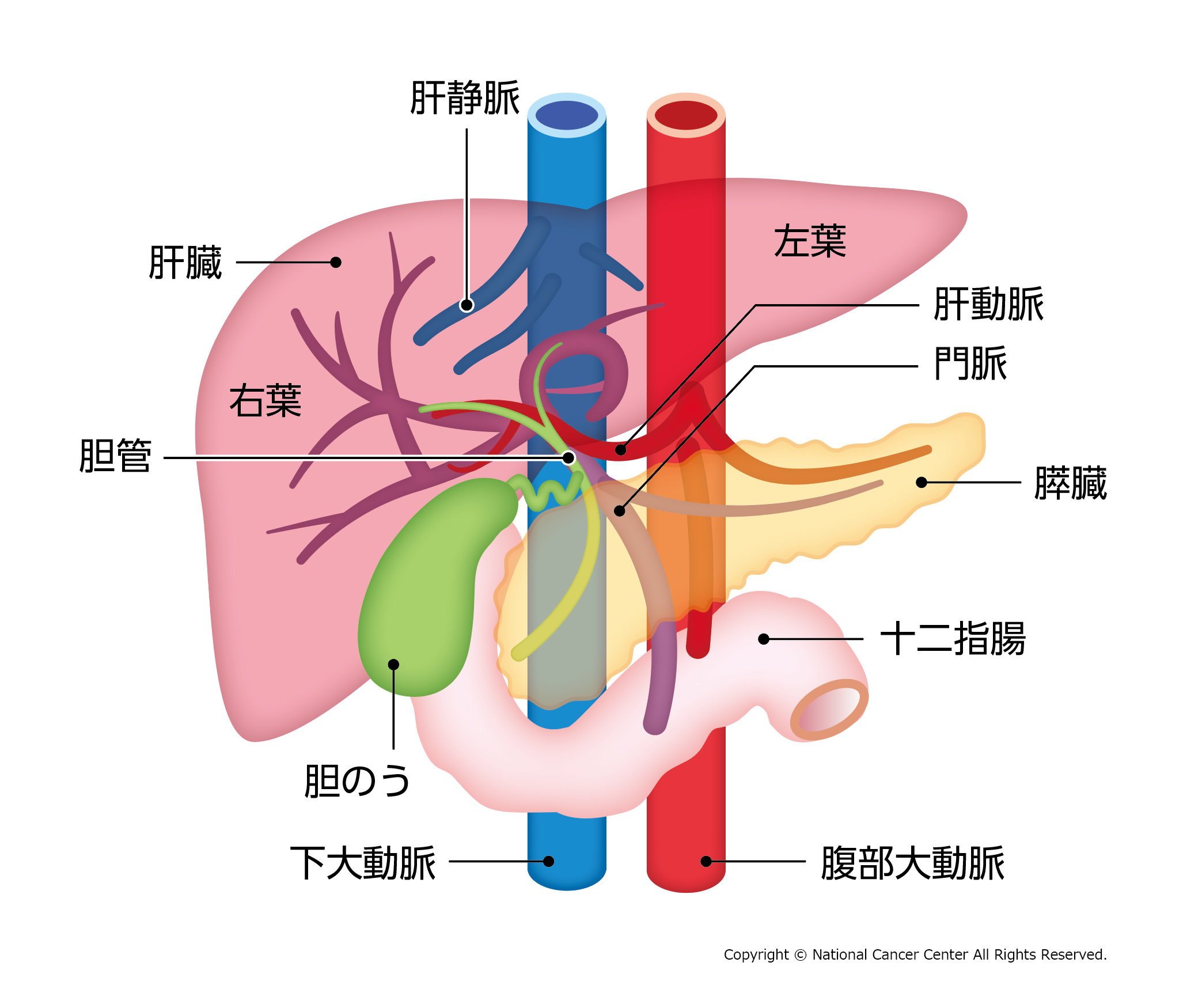 肝臓の場所