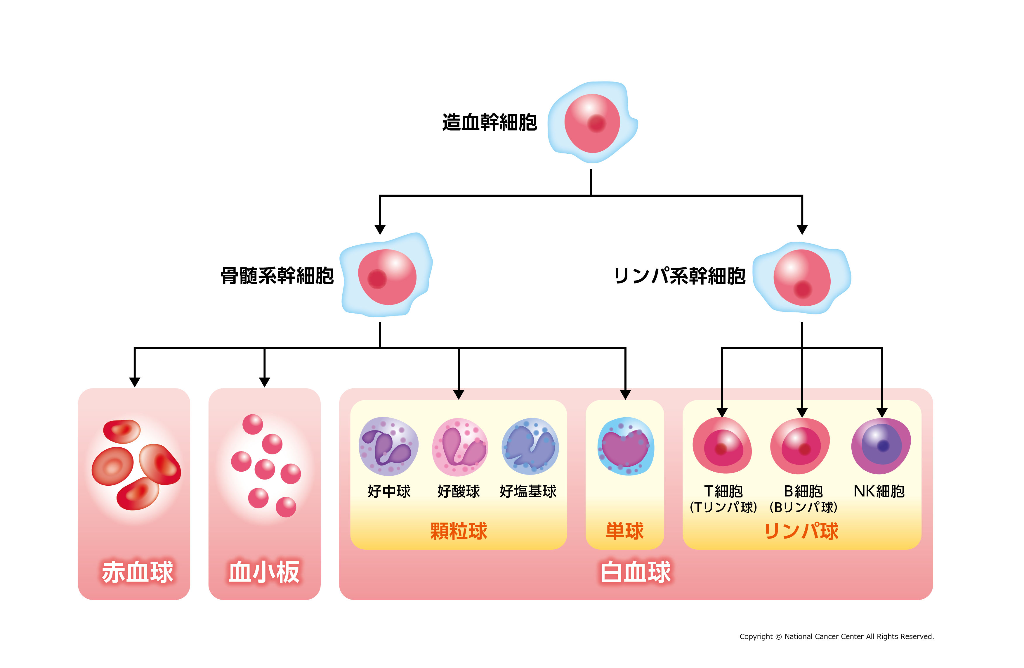 造血幹細胞の分化の図