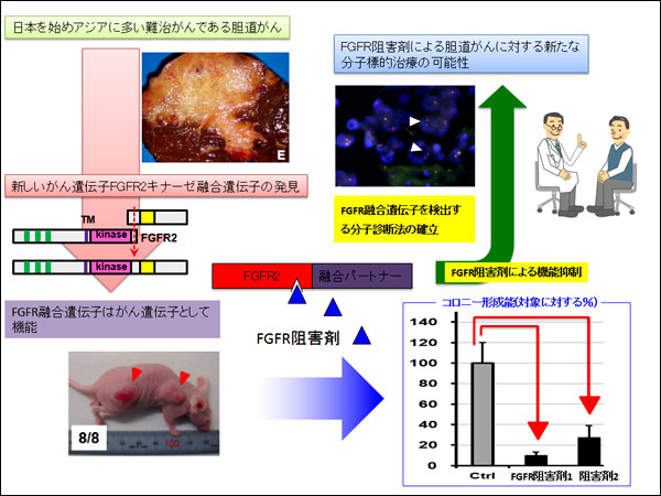 図　胆道がん（肝内胆管がん）の治療標的となる新たながん遺伝子を発見、さらにその遺伝子の働きを阻害する薬剤も特定