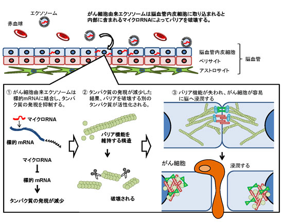 がん細胞由来のエクソソームは、BBBを構成する脳血管内皮細胞に取り込まれる。のイメージ画像