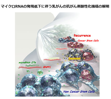 図　マイクロRNAの発現低下に伴う乳がんの抗がん剤耐性化機構の解明