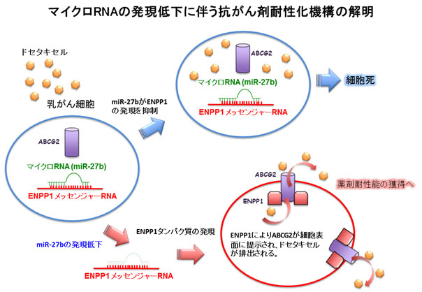 マイクロRNAの発現低下に伴う抗がん剤耐性化機構の解明の画像