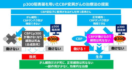 p300阻害薬を用いたCBP変異がんの治療法の提案