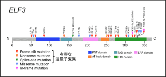 ELF3の遺伝子変異パターンの画像