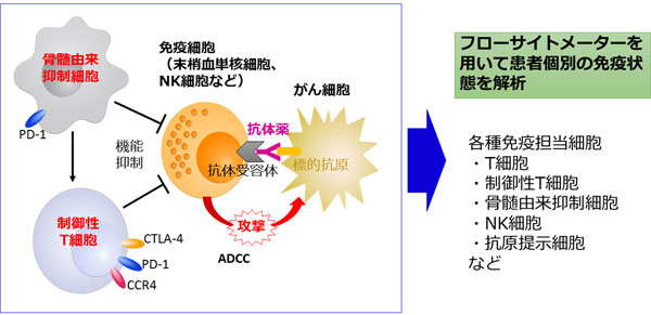 患者さんの免疫状態 Adcc活性 を測定する新手法を開発 様々な抗体薬の効果予測や臨床開発への利用が期待 国立がん研究センター