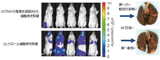 ACTN4の遺伝子増幅している肺腺がん細胞株から、ACTN4の発現を抑える細胞株と抑えていない対照細胞株を遺伝子工学的に樹立し、免疫不全のマウスへ移植し、40日後に肺への転移活性を確認