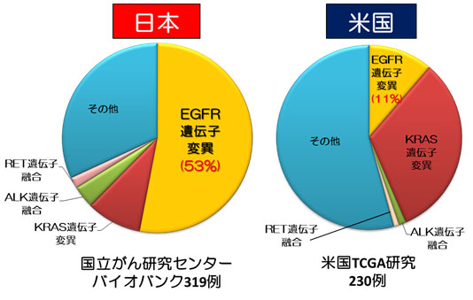 日本人と欧米人の肺腺がんに生じるがん遺伝子変異の違い