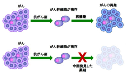 がん幹細胞を標的とする新規治療薬の開発