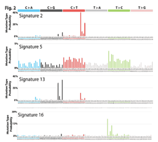 図2　喫煙と関連して増加していたその他（シグネチャー2, 5, 13, 16）の変異パターン