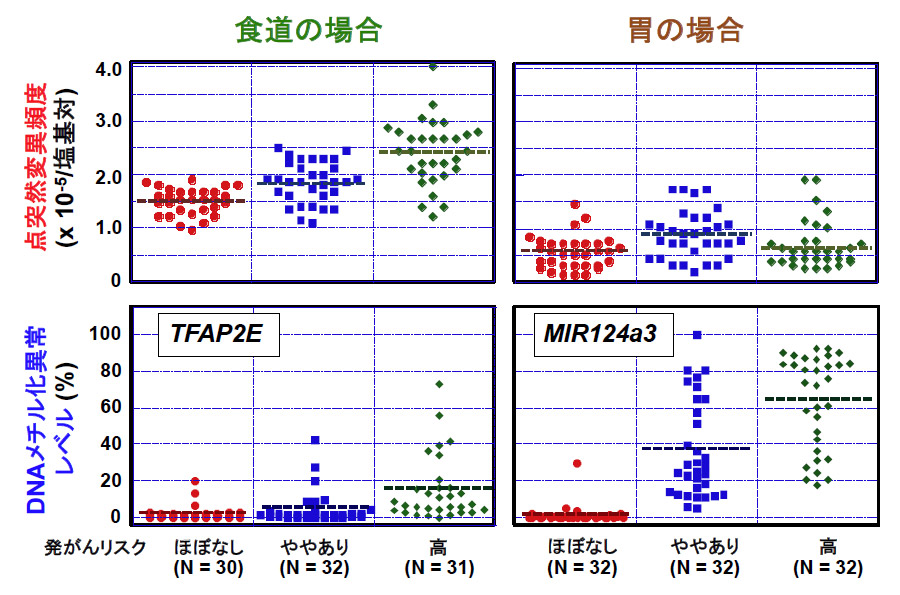 図1 発がんリスクと点突然変異及びDNAメチル化異常の蓄積増加の関連