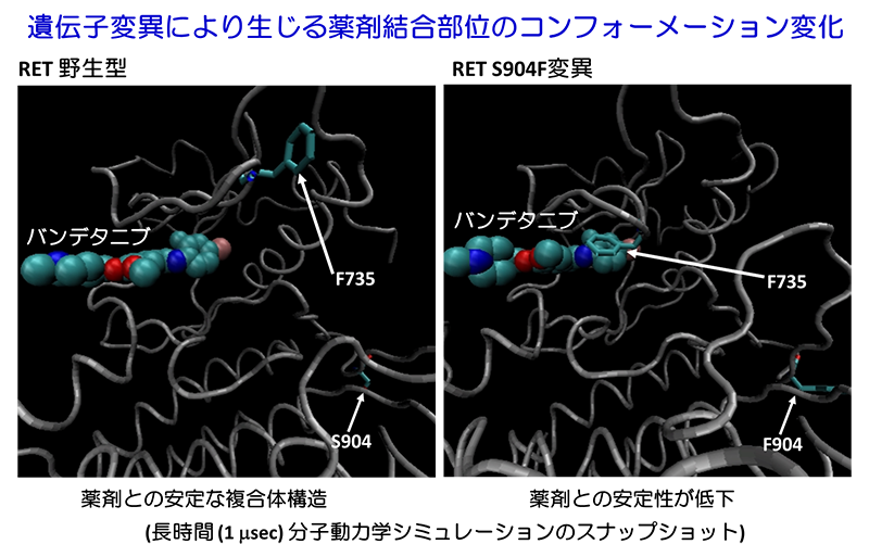 遺伝子変異により生じる薬剤結合部位のコンフォーメーション変化