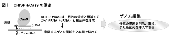 図1 CRISPR/Cas9 の動き