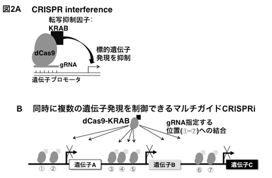 図2A CRISPR interference 図2B 同時に複数の遺伝子発現を制御できるマルチガイドCRISPRi