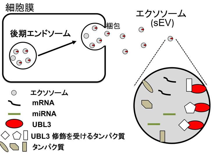 図1ユビキチン様タンパク質UBL3による修飾とエクソソームの関係図 