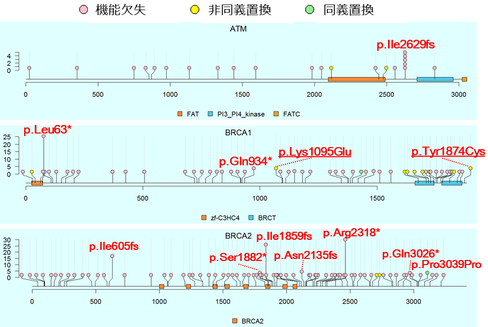 図2 ATM、BRCA1、BRCA2遺伝子に存在する病的バリアントの位置と保有人数