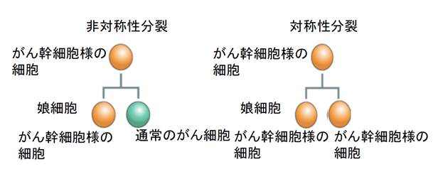 図2：がん幹細胞様細胞の非対称性分裂と対称性分裂