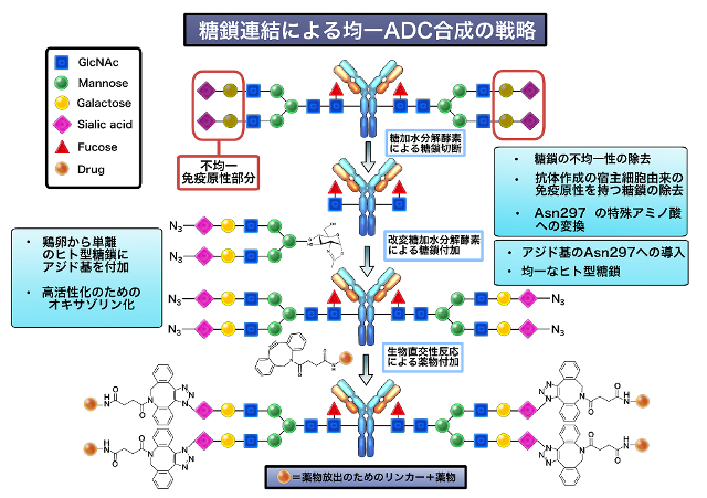 均一な構造の抗体－薬物複合体－糖鎖を利用した薬物連結により効果的な合成方法を実現－
