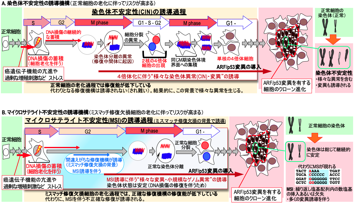 老化に起因した発がんメカニズムの一部解明