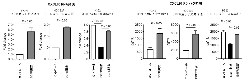 図5. 肺がん細胞株を用いたEGFRシグナル刺激 / 阻害によるCXCL10発現の検討