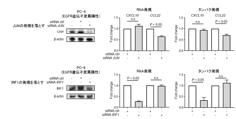 図6. 肺がん細胞株を用いたJUN / IRF1ノックアウト時のCXCL10 / CCL22の発現変化の検討