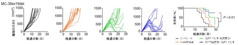 図7. EGFR遺伝子変異陽性肺がん細胞株を移植したマウスを用いた、EGFR阻害剤と抗PD-1抗体の併用効果の検討