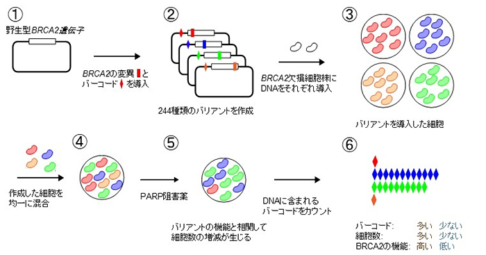 MANO-B法の概略図