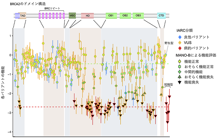 遺伝性乳がん 卵巣がんのリスクとなるbrca2遺伝子バリアントの新規機能解析法を開発 国立がん研究センター