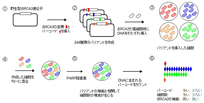 MANO-B法の概略図 